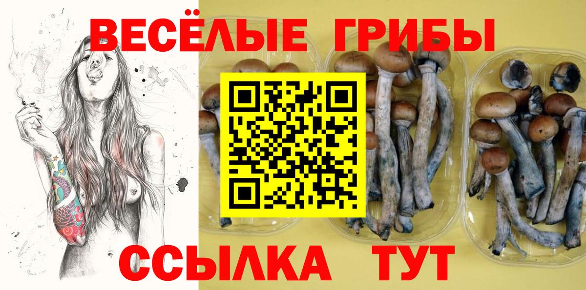 Псилоцибиновые грибы мицелий  Псилоцибиновые грибы Cubensis  Алатырь 